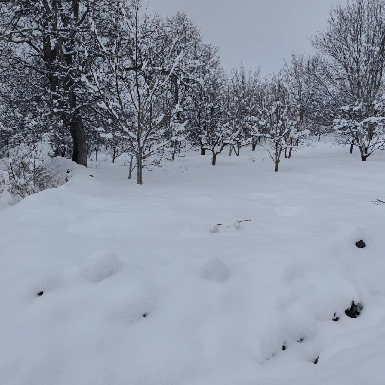 Konya’da kar kalınlığının 1 metreye yaklaştığı ilçe şölen sunuyor 8